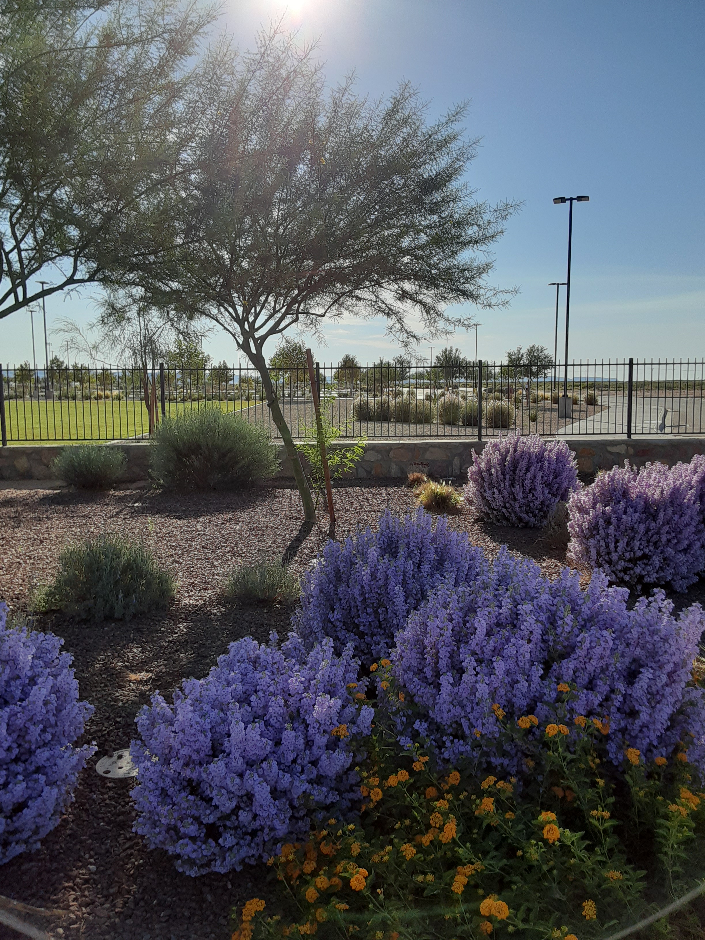 Blooming Bushes