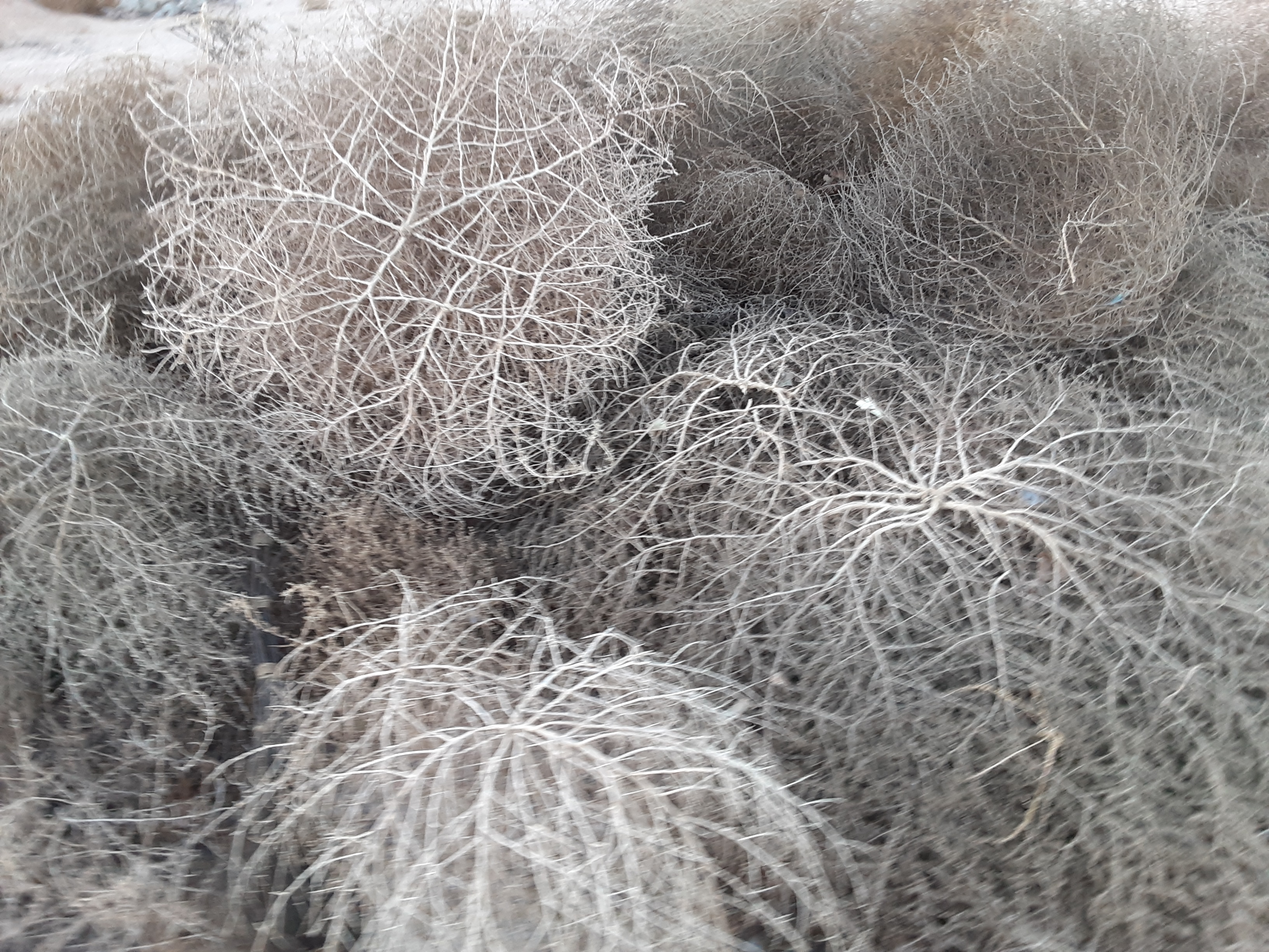 Tumbleweeds
