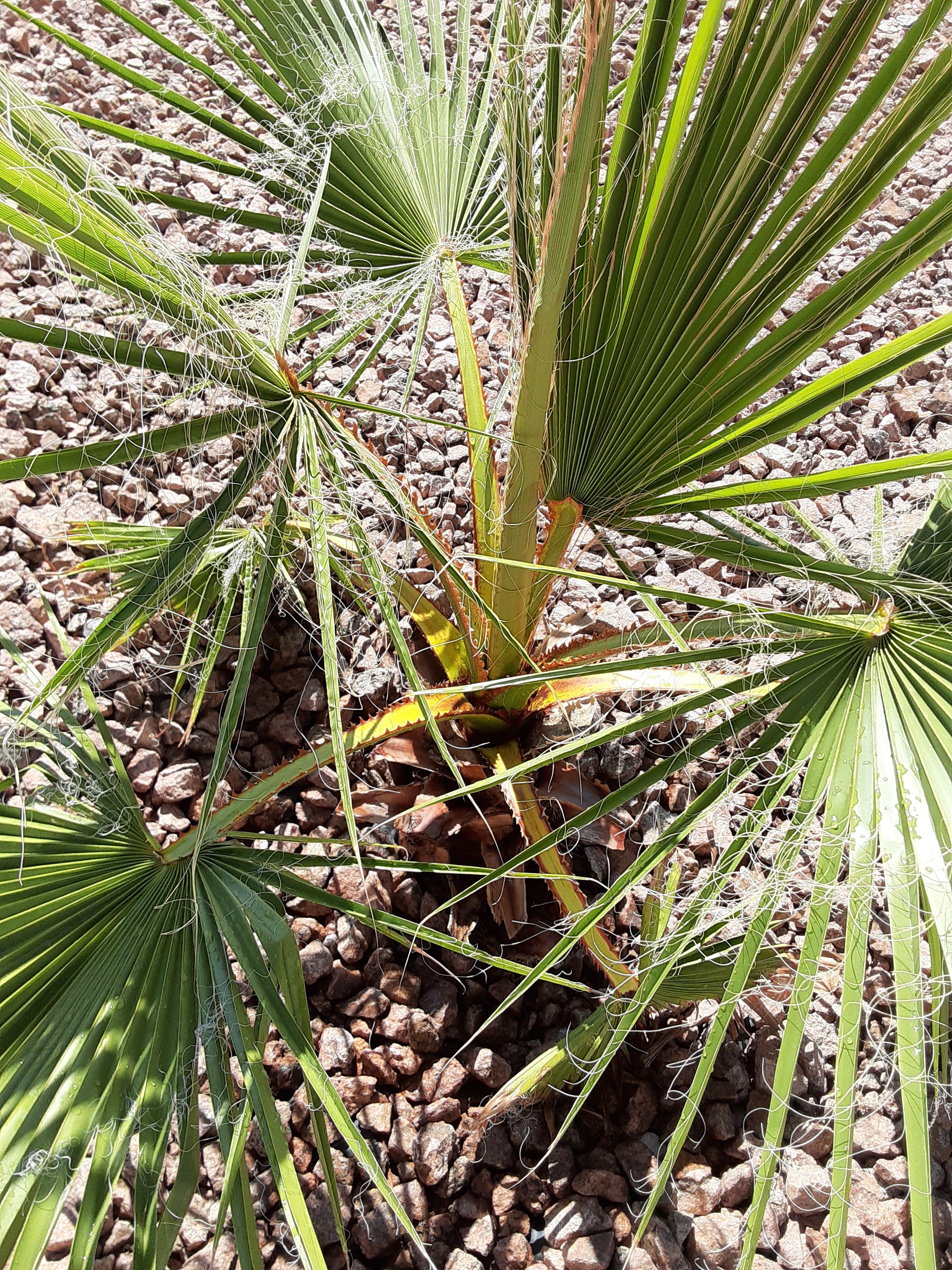 Palm Tree Ponderings