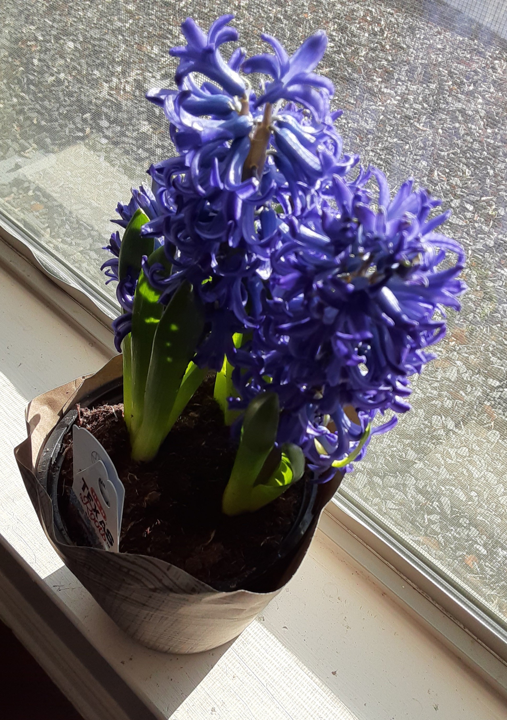 Lessons from a&nbsp;Hyacinth