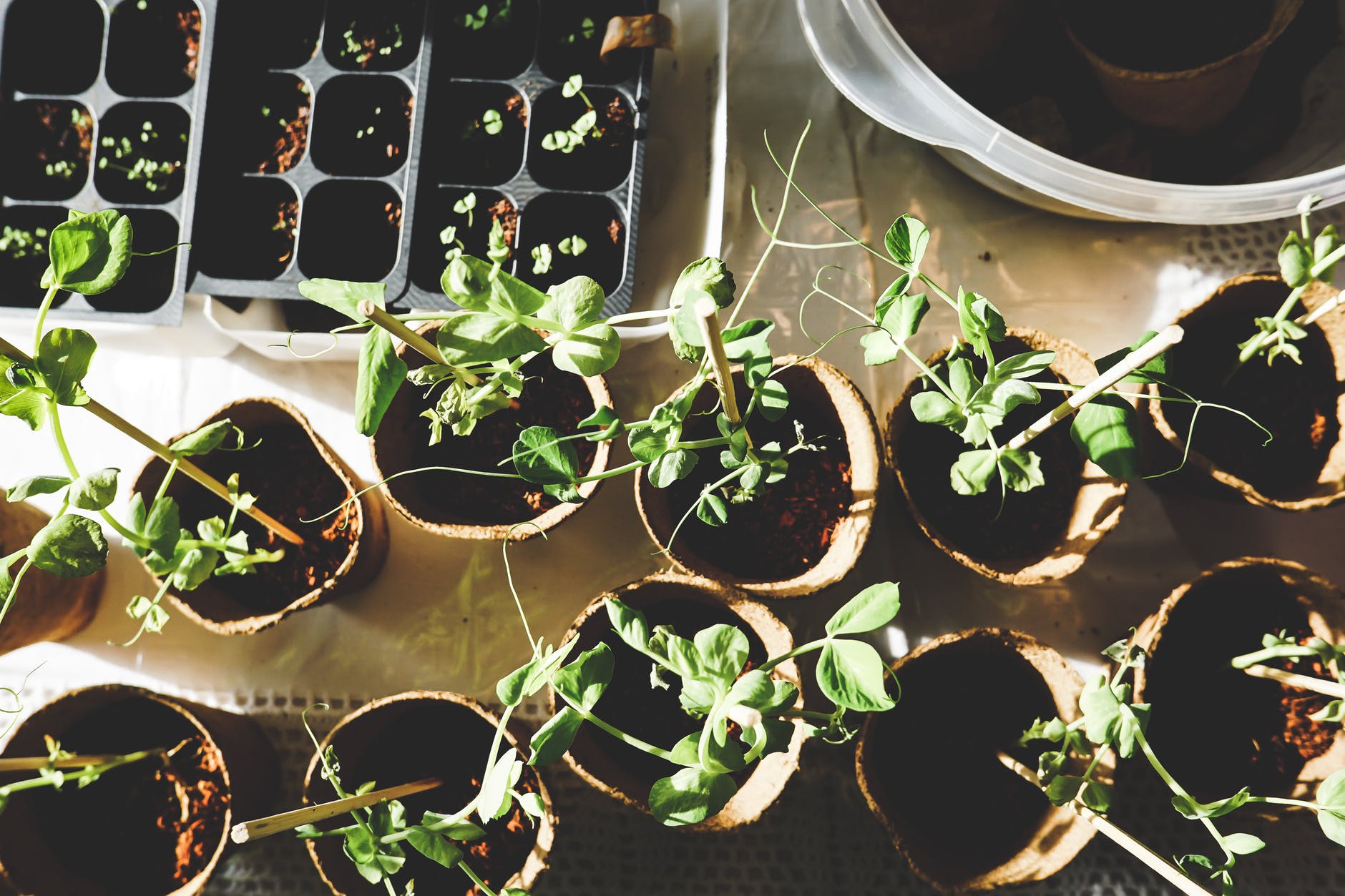 Planting Seeds