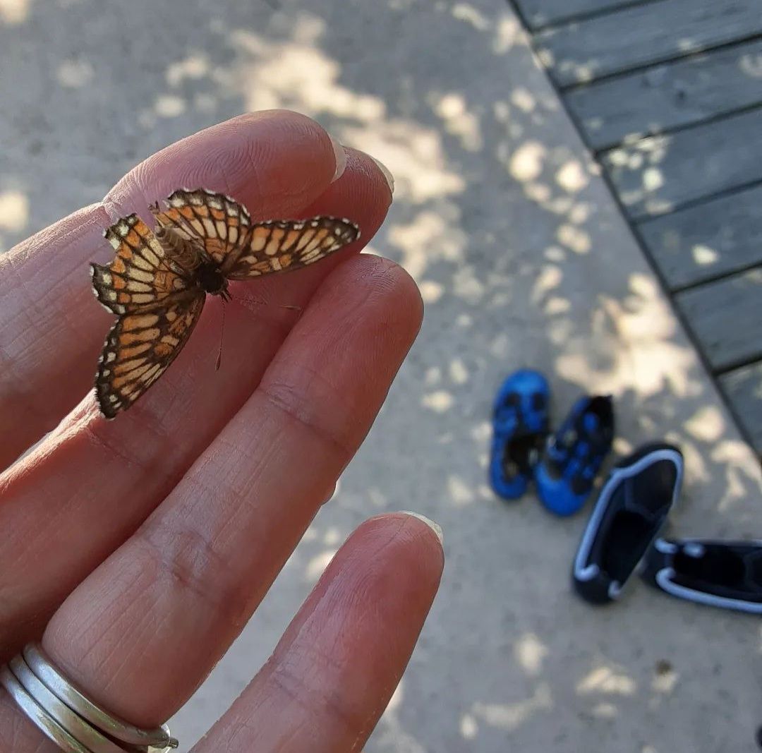 A Season For&nbsp;Butterflies