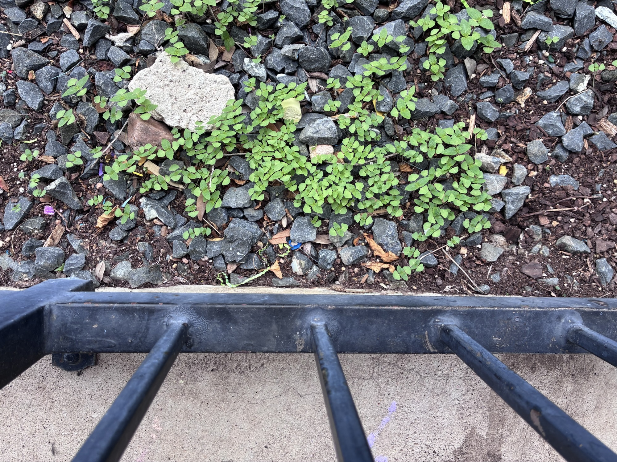 Sprouting